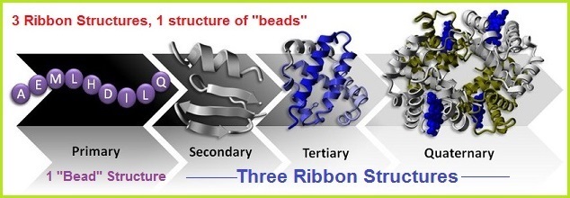 3 to 1 ratio in protein structure