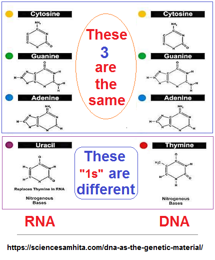 DNA and RNA 3 to 1 ratio comparison