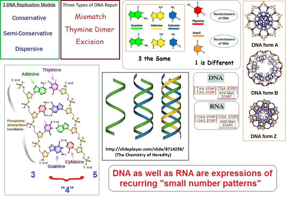 Recurring low number patterns in DNA