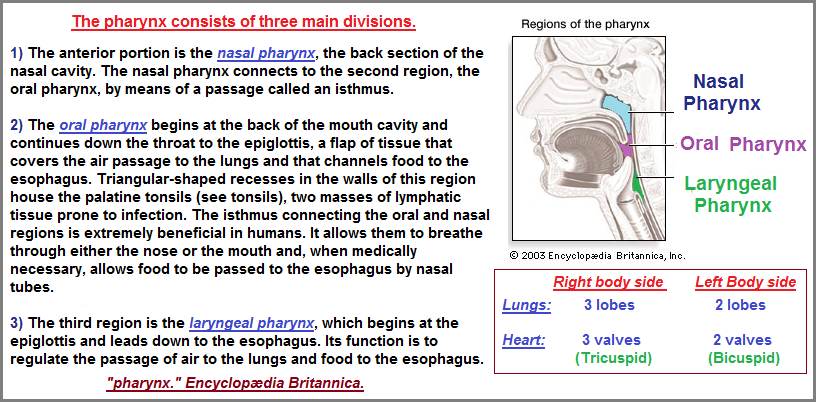 Three divisions of the Pharynx