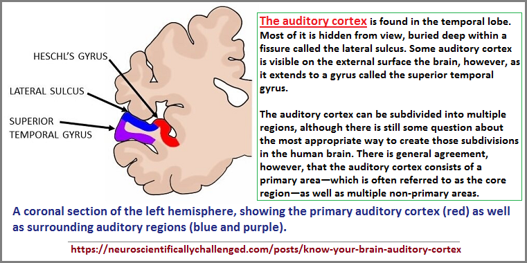 Auditory Complex in left hemisphere portion