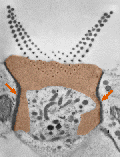 3 rows of outer hair cells