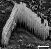 V-shaped hair cell rows
