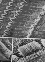 hair cell rows