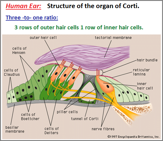 3 outer to 1 inner hair cells arrangement 3 to 1 ratio of hair cells