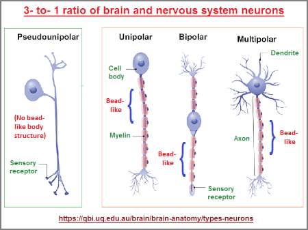 Neuron types as a 3 to 1 ratio 3 to 1 ratio of neurons