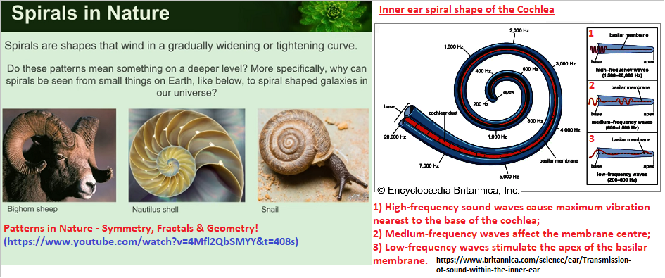 ONe example of a pattern in Nature The spiral pattern in Nature