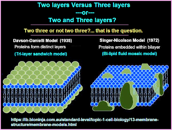 Trilaminar and Bilaminar perspectives of cell membrane