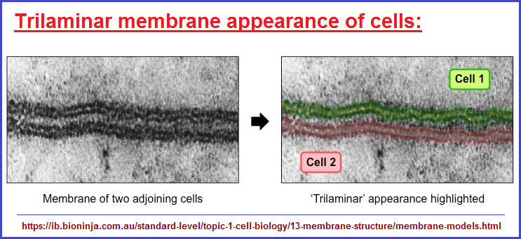 Three layers can be detected from one perspective. Trilaminar appearance of cell membrane