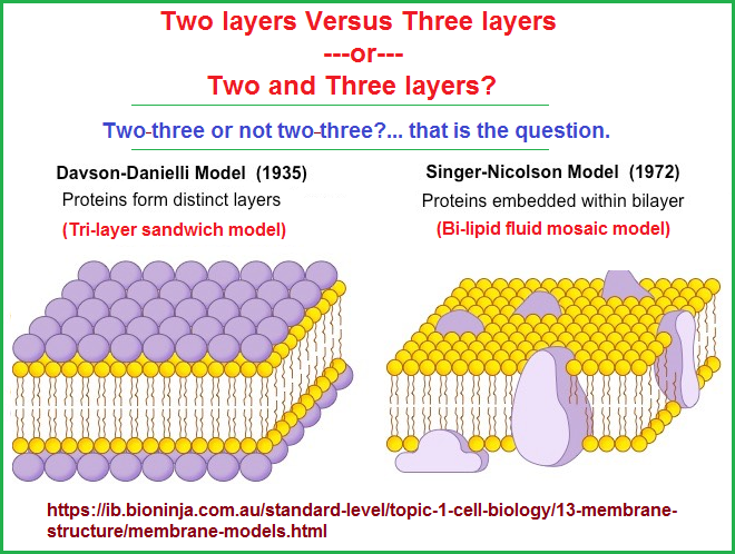 Do you prefer a three or a two-patterned view? Three layers and Two layers perspectives of the cell
