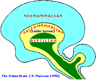 Paul Maclean's brain (4K)