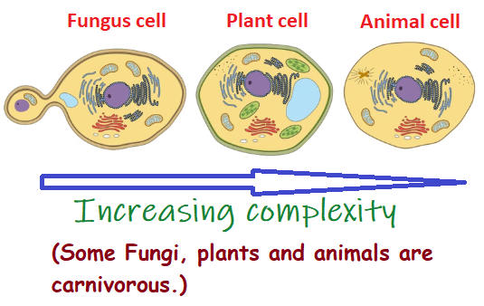 Trio of cells from the Eukaryotic line of descent