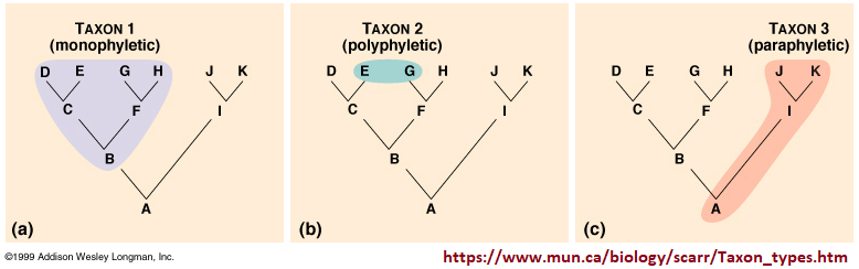 Cladistics ideas ordered differently