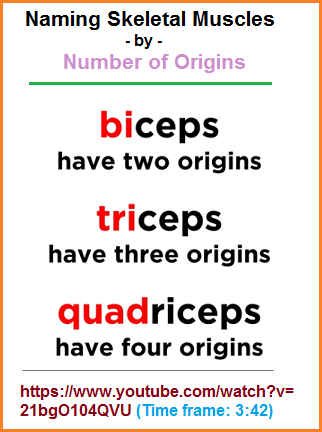 2, 3, 4 grouping pattern found in muscles