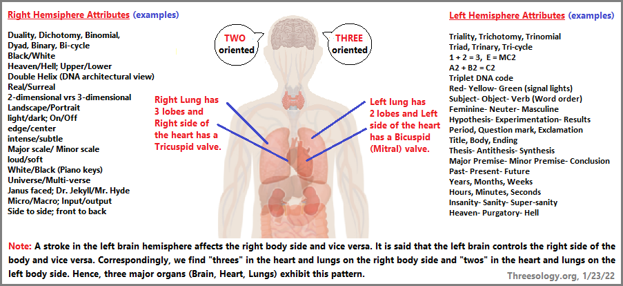 A 2 and 3-patterned body plan can be seen (108K)