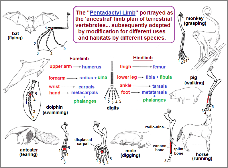 Pentadactyl limb comparisons Pentadactyl limb comparisons
