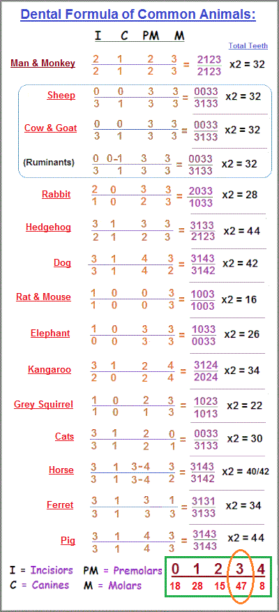 Dental formula of different animals showing a similar pattern of number