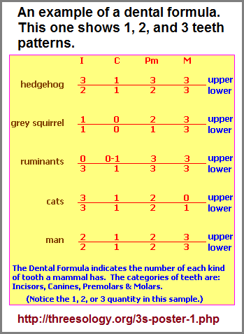 Dental formula of different animals showing a similar pattern of number
