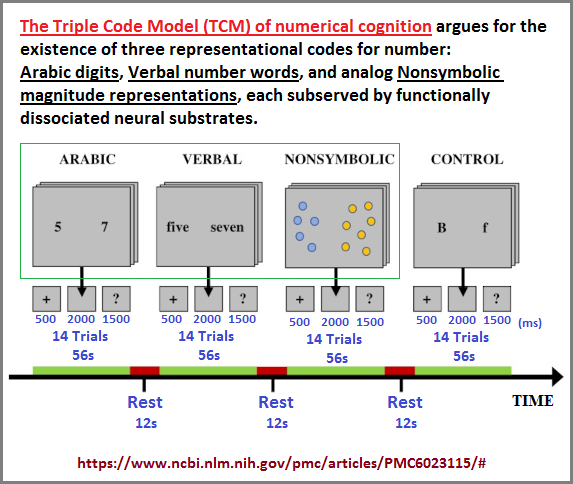 Triplet code model of numerical cognition (69K)