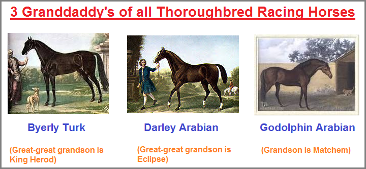 3 grand daddy stallions of all thoroughbred racing horses
