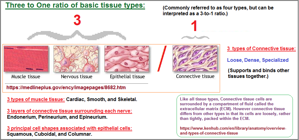 3-to-1 basic tissue types