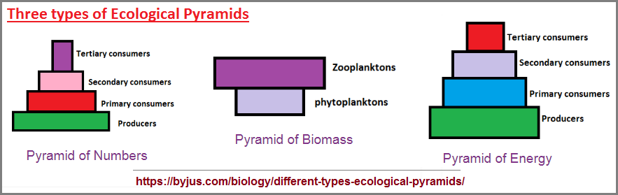 Ecological pyramid types