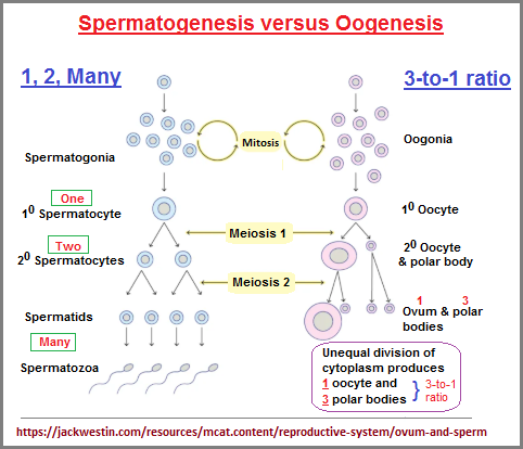Spermatogenesis and Oogenesis enumerated comparisons (80K)