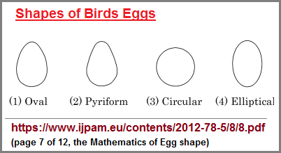 bird egg shapes (16K)
