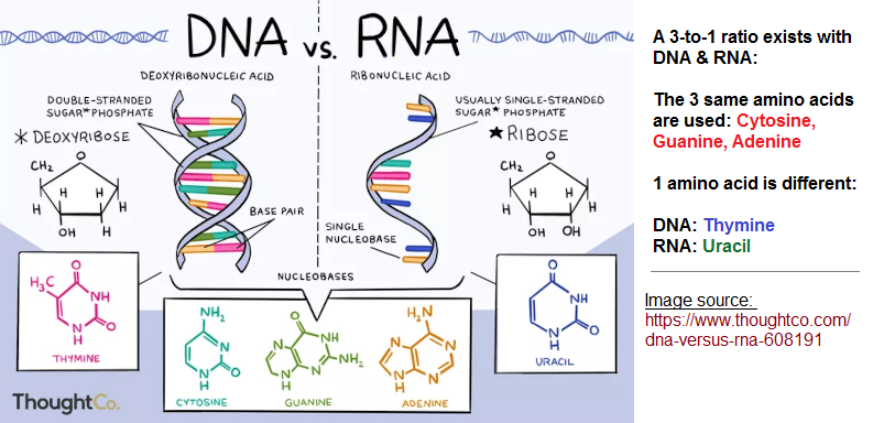 3 to 1 ratio exhibited in DNA and RNA amino acids