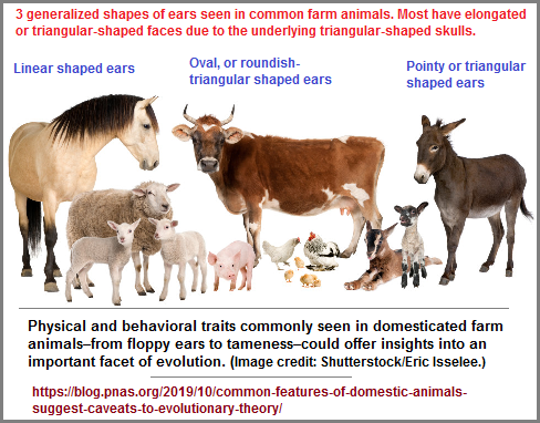 farm_animal_ear_shapes (161K)