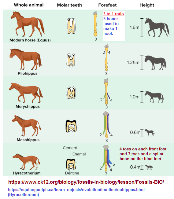 Standard five horses used to illustrate evolution