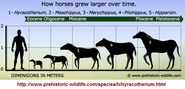 Lineage of horse development