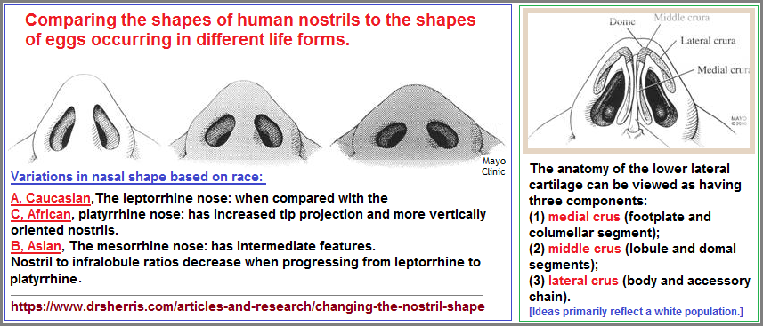 Shapes of the human nostrils 
(113K)