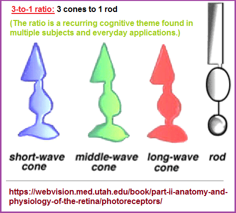 3 types of rods and 1 type of cones
