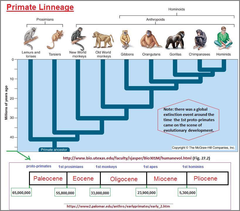 A primate linneage timeline (162K)
