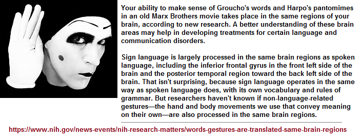 Speech and Sign language brain processing