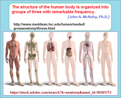 Recurring threes organization in the human body