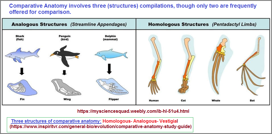 Comparative Anatomy view of two different structural ideas
