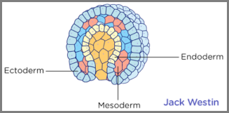 Ectoderm, Mesoderm, Endoderm image by Jack Westin