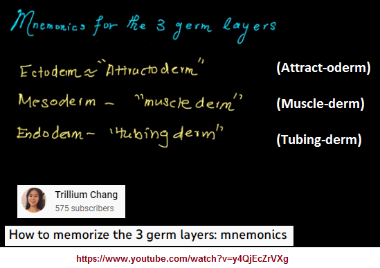 Mnemonics for the 3 germ layers