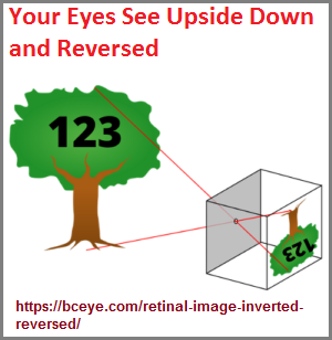 Your eyes see reversed and upside down