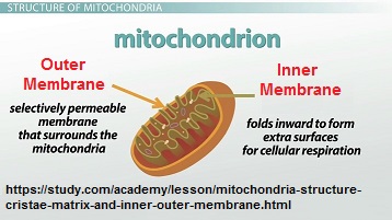 2 membranes of mitochondrion