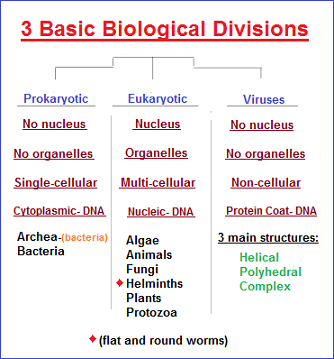 3 basic biological forms image 2