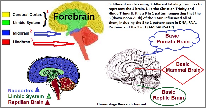 Three models of the same brain.
