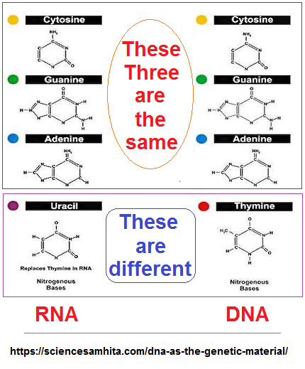 Compairing DNA and RNA image 
2