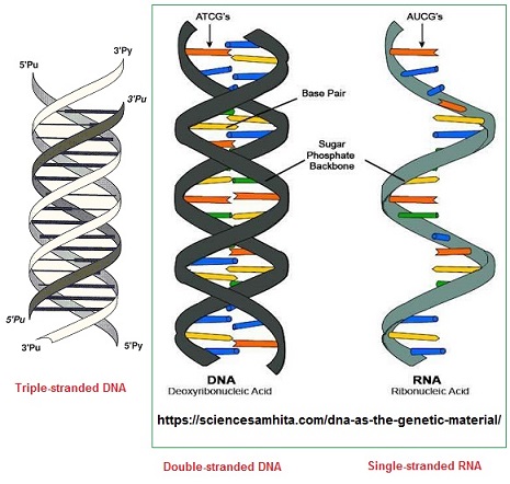 Compairing DNA and RNA image 1