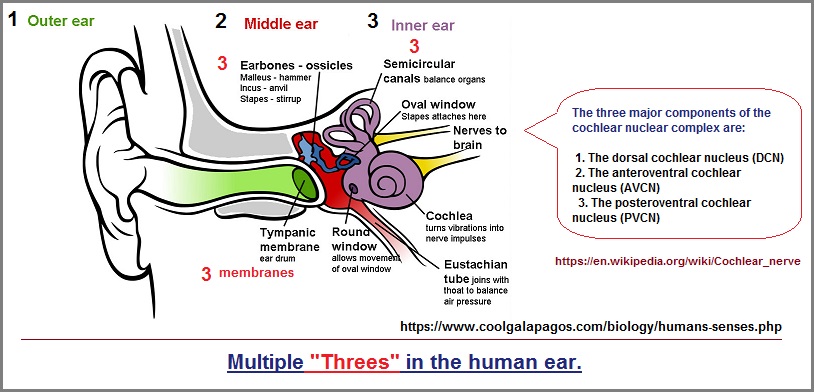 Multiple threes found in the human ear