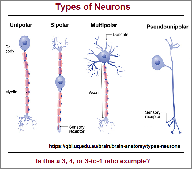 Types of neurons found in the spinal cord