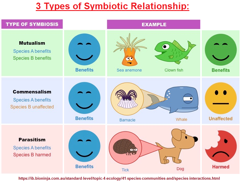 3 types of symbiotic Relationships