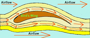 Air flow over a bird's wing